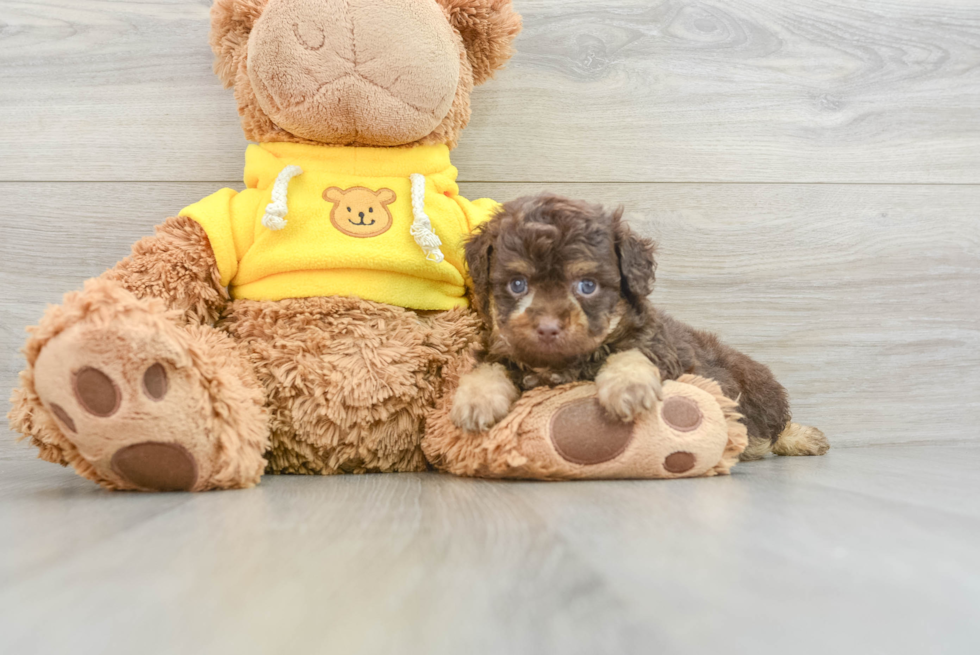 Best Mini Aussiedoodle Baby