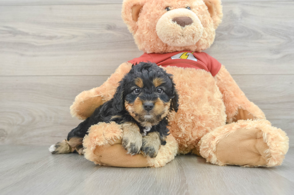 5 week old Mini Aussiedoodle Puppy For Sale - Windy City Pups