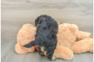 Funny Mini Aussiedoodle Poodle Mix Pup