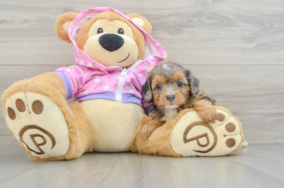 6 week old Mini Aussiedoodle Puppy For Sale - Windy City Pups