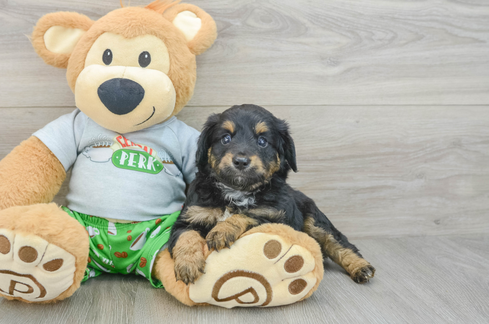 7 week old Mini Aussiedoodle Puppy For Sale - Windy City Pups