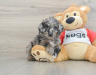 6 week old Mini Aussiedoodle Puppy For Sale - Windy City Pups