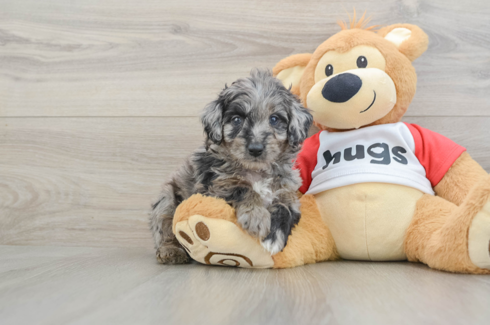 6 week old Mini Aussiedoodle Puppy For Sale - Windy City Pups