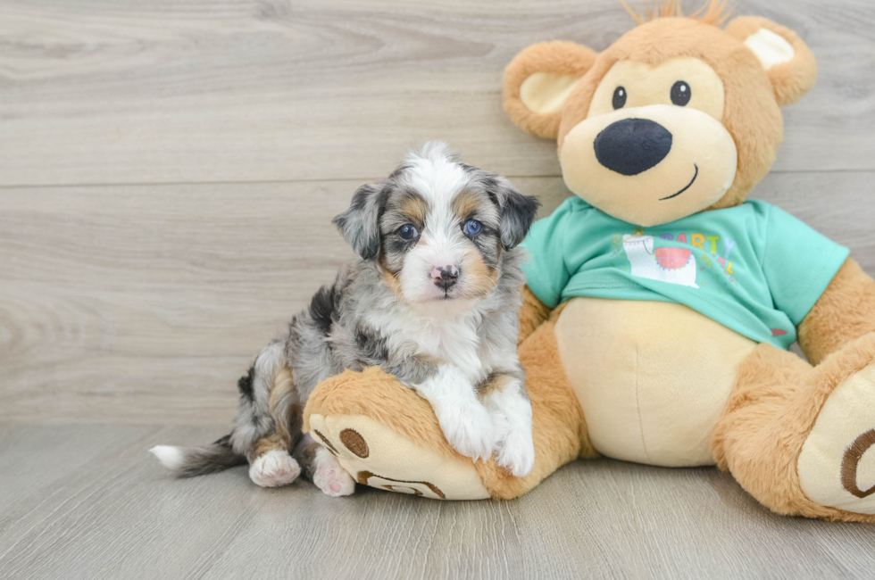 7 week old Mini Aussiedoodle Puppy For Sale - Windy City Pups