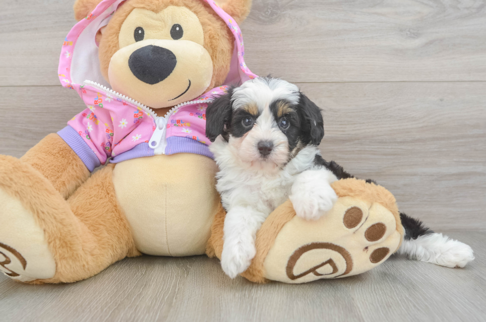 5 week old Mini Aussiedoodle Puppy For Sale - Windy City Pups
