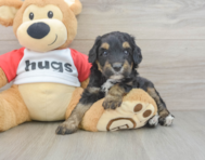 8 week old Mini Aussiedoodle Puppy For Sale - Windy City Pups