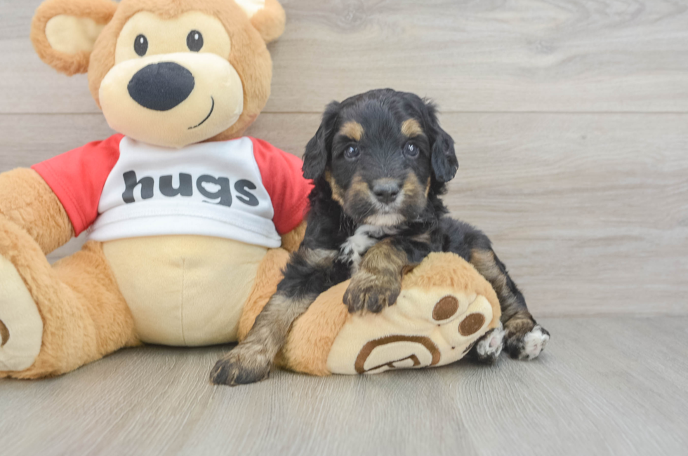 5 week old Mini Aussiedoodle Puppy For Sale - Windy City Pups