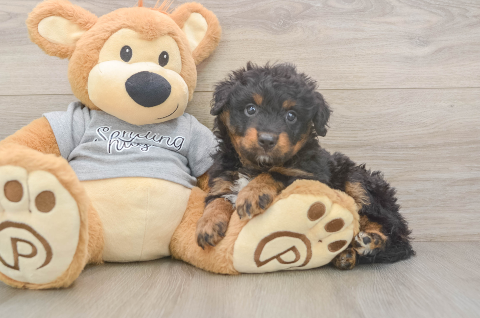 6 week old Mini Aussiedoodle Puppy For Sale - Windy City Pups
