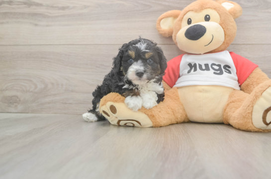 5 week old Mini Aussiedoodle Puppy For Sale - Windy City Pups Mini Aussiedoodle Puppy for Adoption