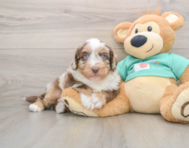 5 week old Mini Aussiedoodle Puppy For Sale - Windy City Pups