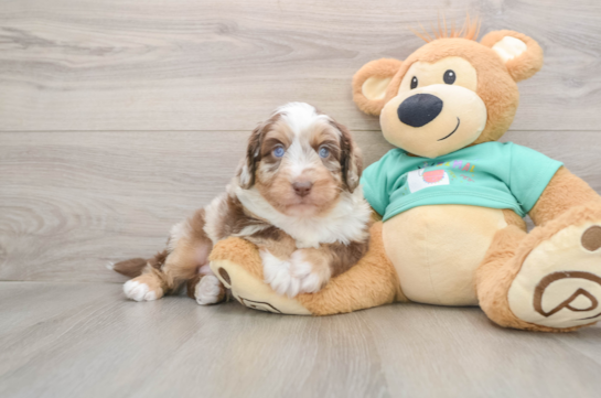 Hypoallergenic Aussiepoo Poodle Mix Puppy