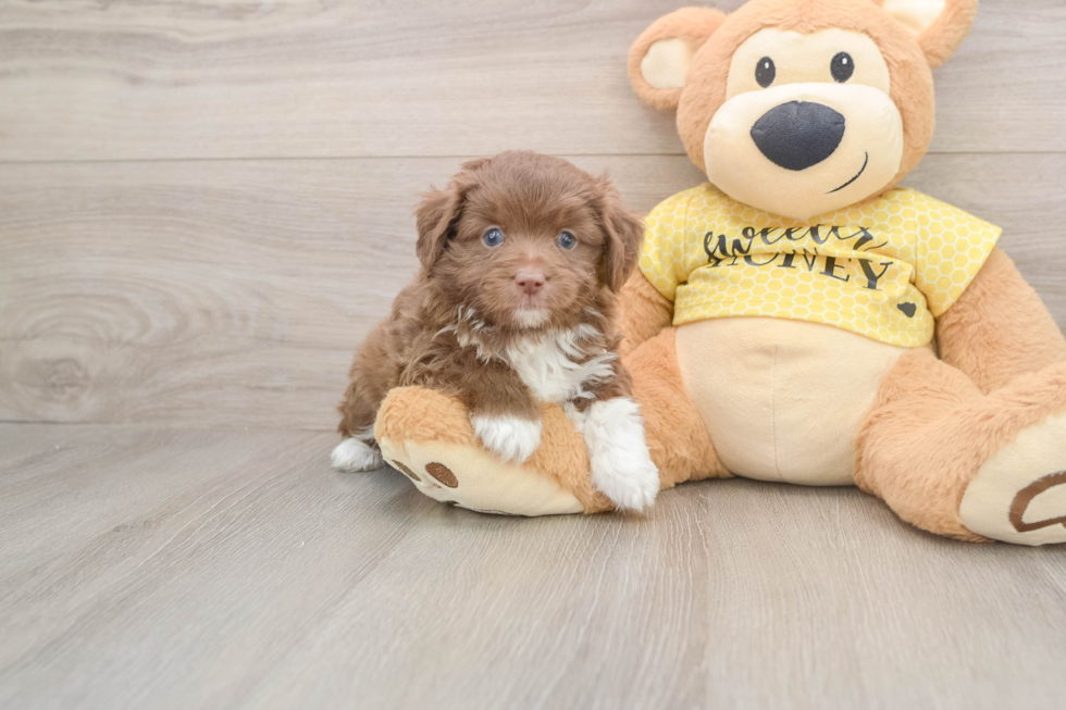 Energetic Aussiepoo Poodle Mix Puppy