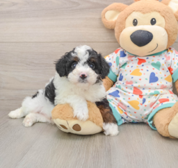 6 week old Mini Aussiedoodle Puppy For Sale - Windy City Pups