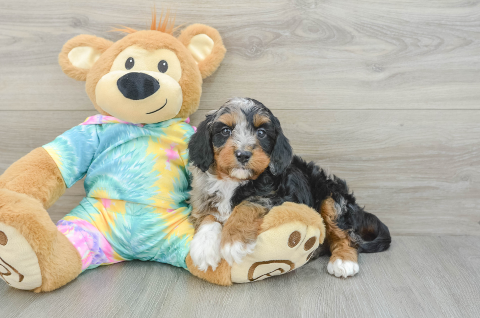 6 week old Mini Aussiedoodle Puppy For Sale - Windy City Pups