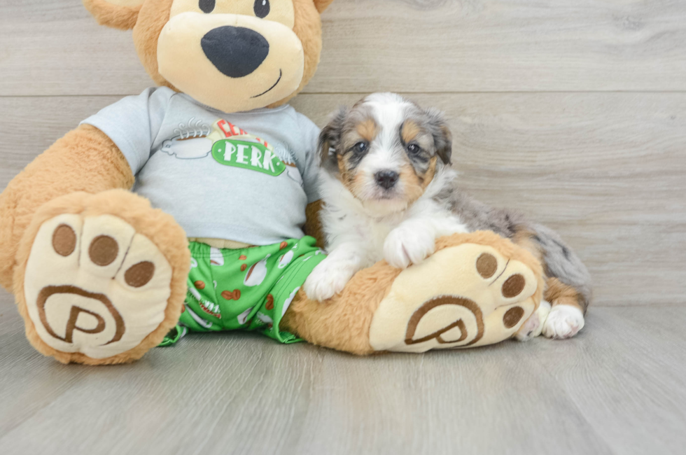 7 week old Mini Aussiedoodle Puppy For Sale - Windy City Pups