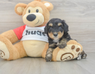 8 week old Mini Aussiedoodle Puppy For Sale - Windy City Pups