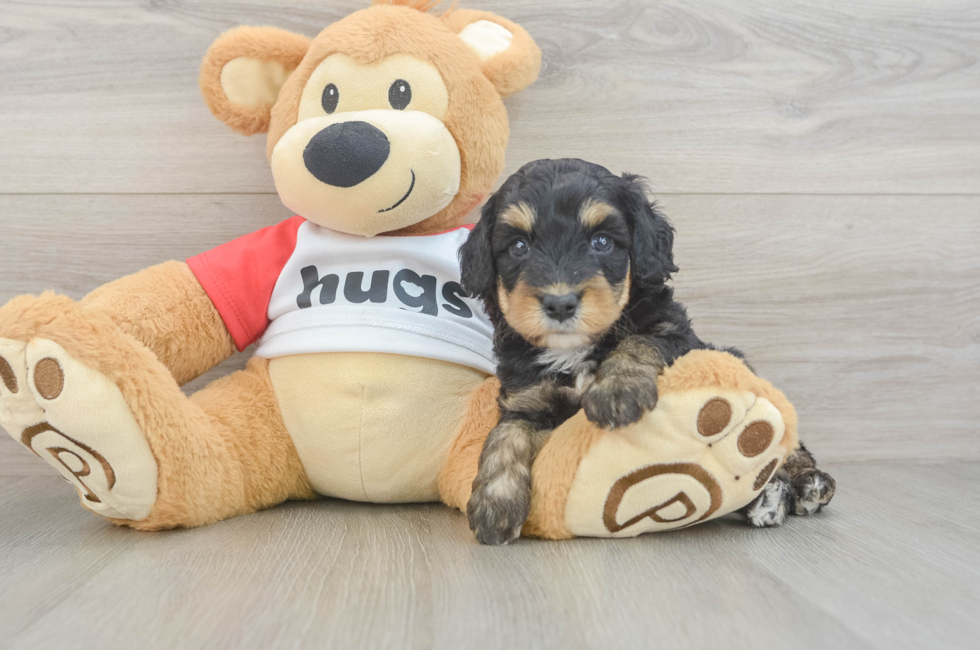 5 week old Mini Aussiedoodle Puppy For Sale - Windy City Pups
