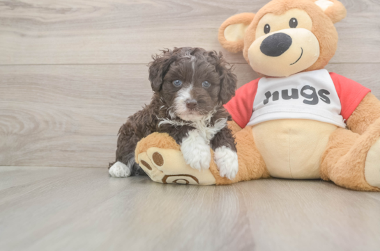 5 week old Mini Aussiedoodle Puppy For Sale - Windy City Pups Mini Aussiedoodle Pup Being Cute