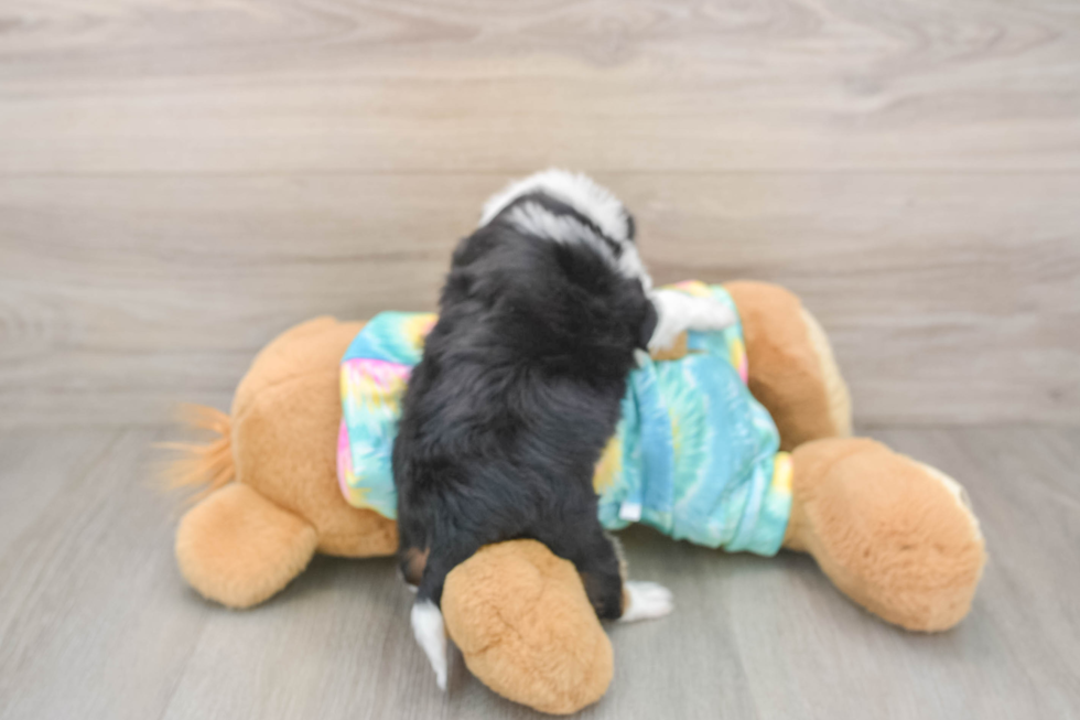 Mini Aussiedoodle Pup Being Cute