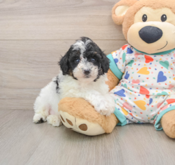 6 week old Mini Aussiedoodle Puppy For Sale - Windy City Pups