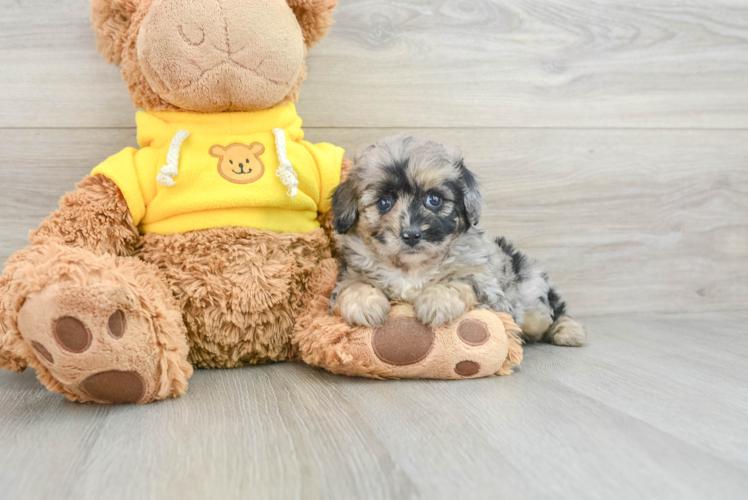 Little Mini Aussiepoo Poodle Mix Puppy