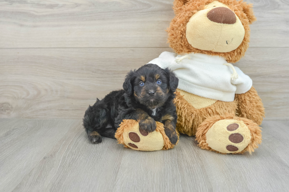 Best Mini Aussiedoodle Baby