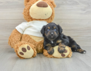 7 week old Mini Aussiedoodle Puppy For Sale - Windy City Pups