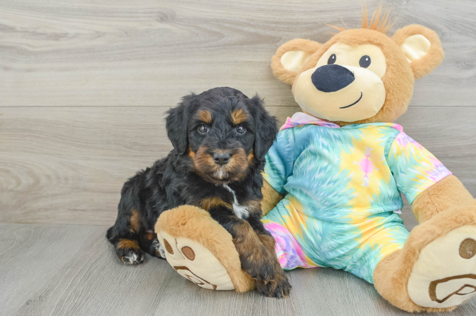 6 week old Mini Aussiedoodle Puppy For Sale - Windy City Pups