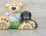 8 week old Mini Aussiedoodle Puppy For Sale - Windy City Pups