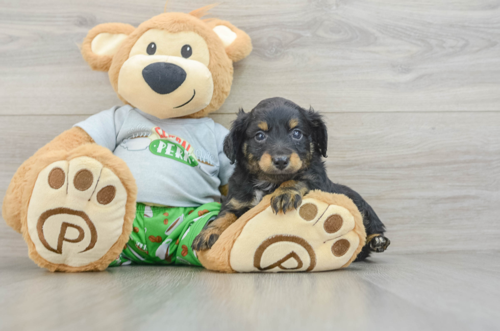 7 week old Mini Aussiedoodle Puppy For Sale - Windy City Pups
