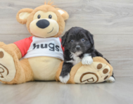 7 week old Mini Aussiedoodle Puppy For Sale - Windy City Pups
