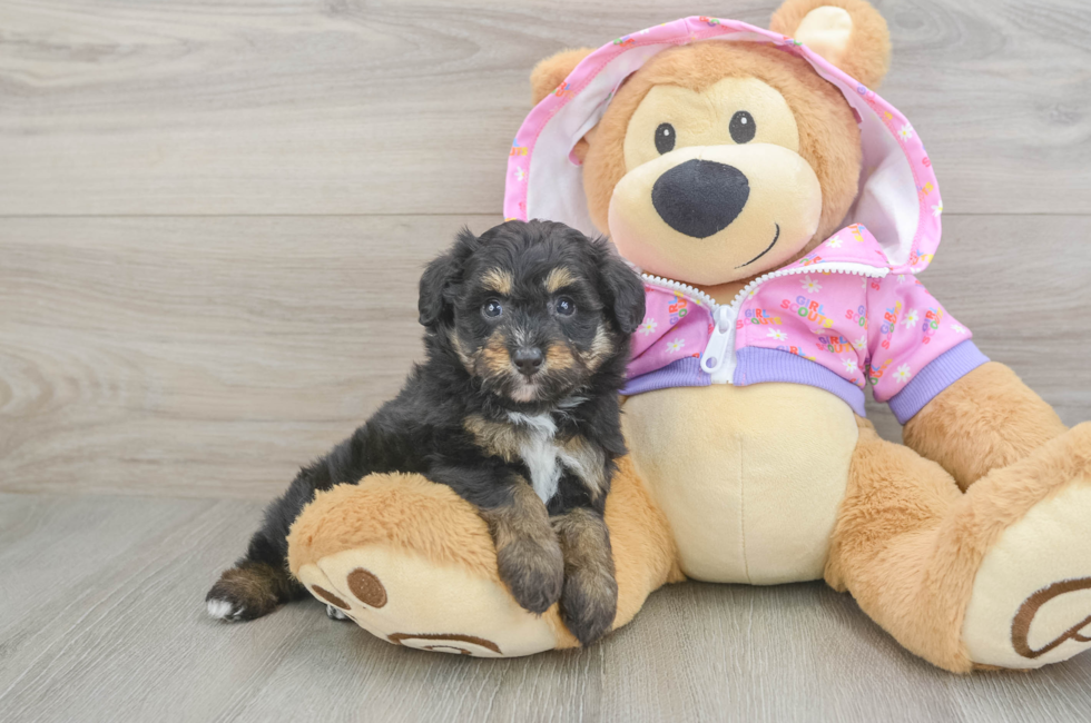 5 week old Mini Aussiedoodle Puppy For Sale - Windy City Pups