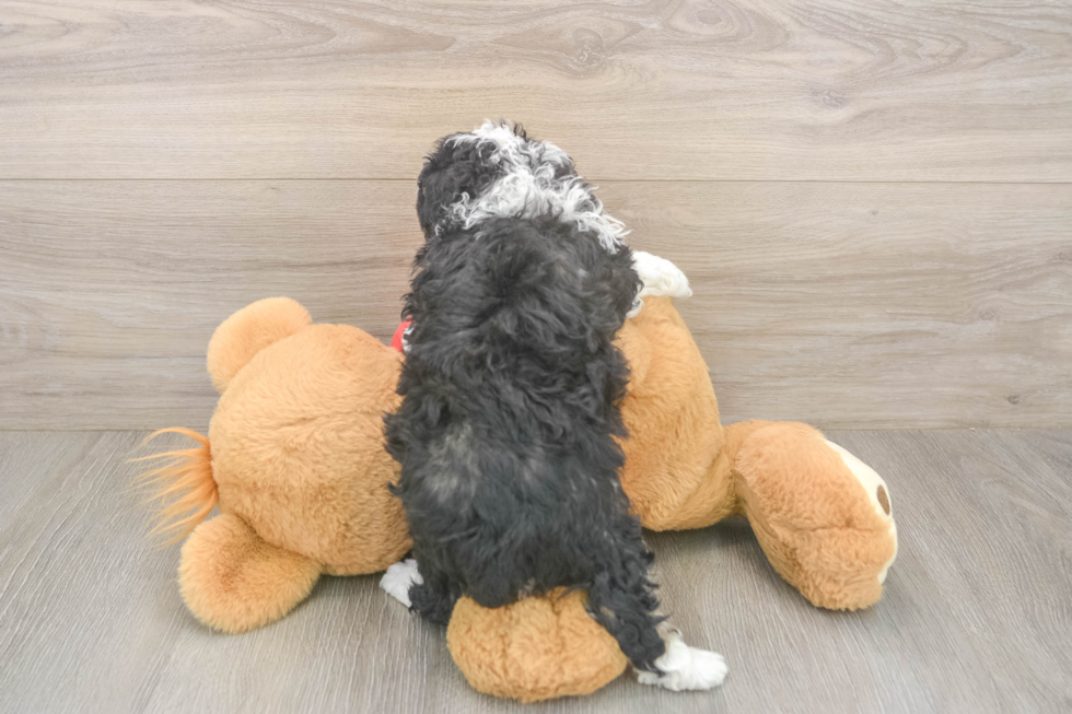 Fluffy Mini Aussiedoodle Poodle Mix Pup