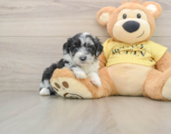 8 week old Mini Aussiedoodle Puppy For Sale - Windy City Pups