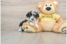 Mini Aussiedoodle Pup Being Cute