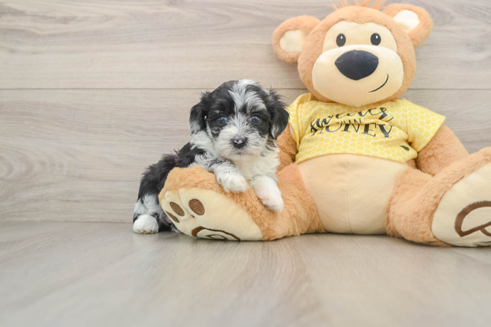 Mini Aussiedoodle Pup Being Cute