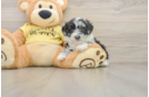 Hypoallergenic Aussiepoo Poodle Mix Puppy
