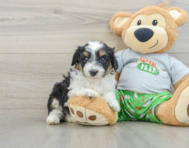 8 week old Mini Aussiedoodle Puppy For Sale - Windy City Pups