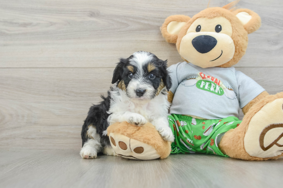 7 week old Mini Aussiedoodle Puppy For Sale - Windy City Pups