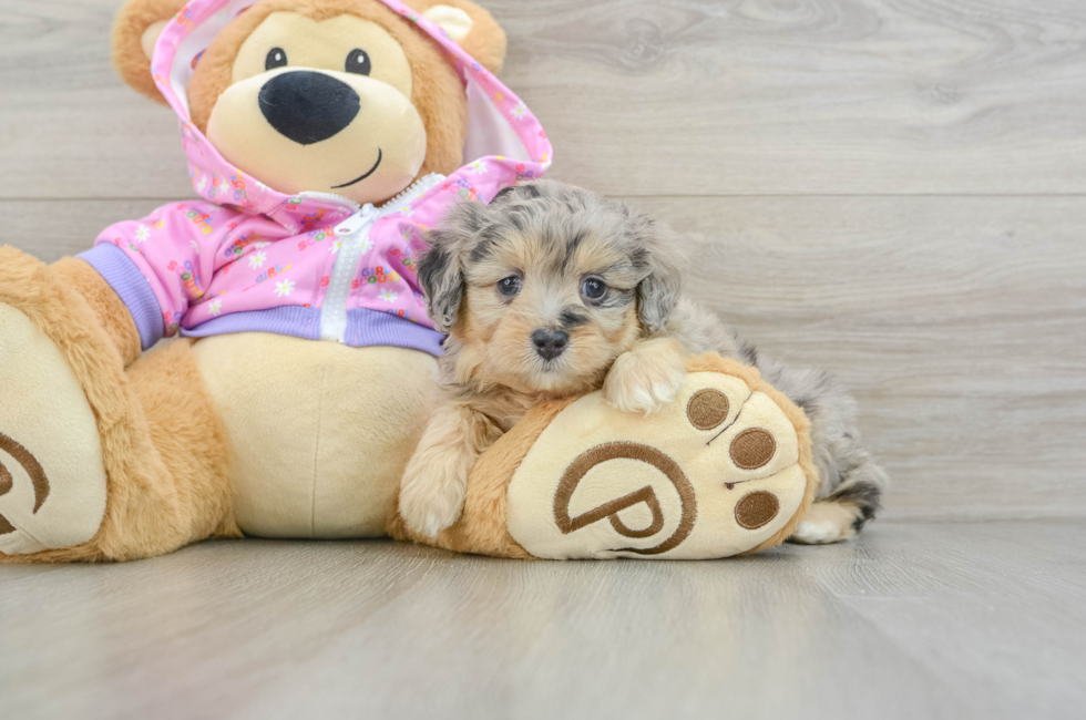 6 week old Mini Aussiedoodle Puppy For Sale - Windy City Pups