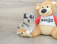6 week old Mini Aussiedoodle Puppy For Sale - Windy City Pups