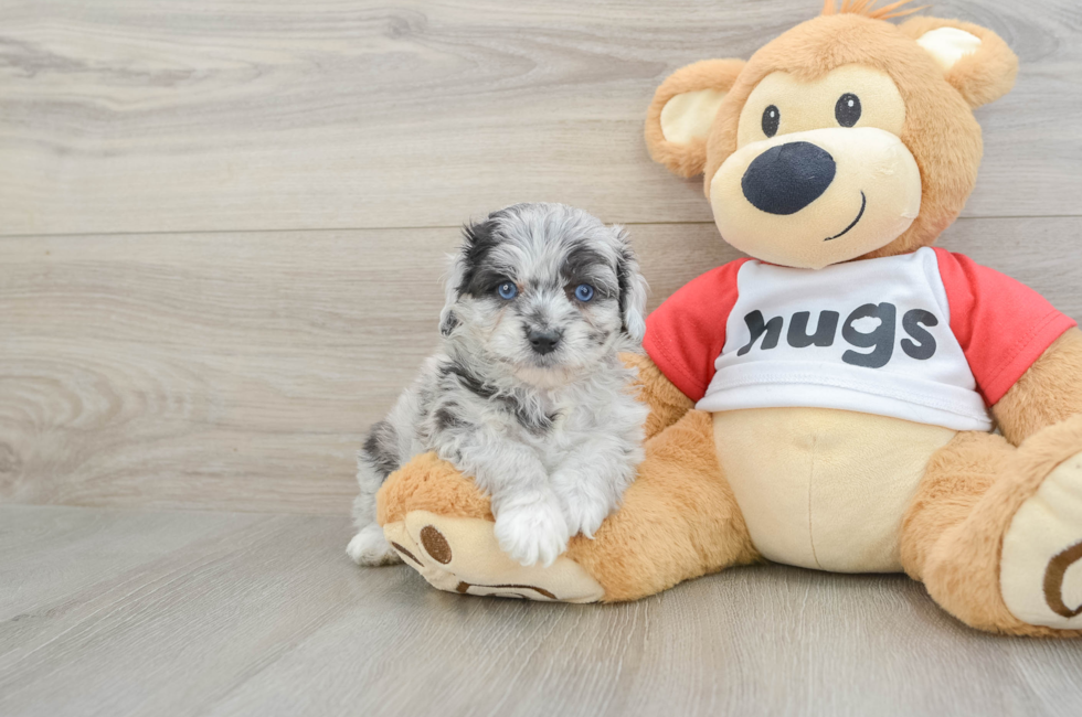 6 week old Mini Aussiedoodle Puppy For Sale - Windy City Pups