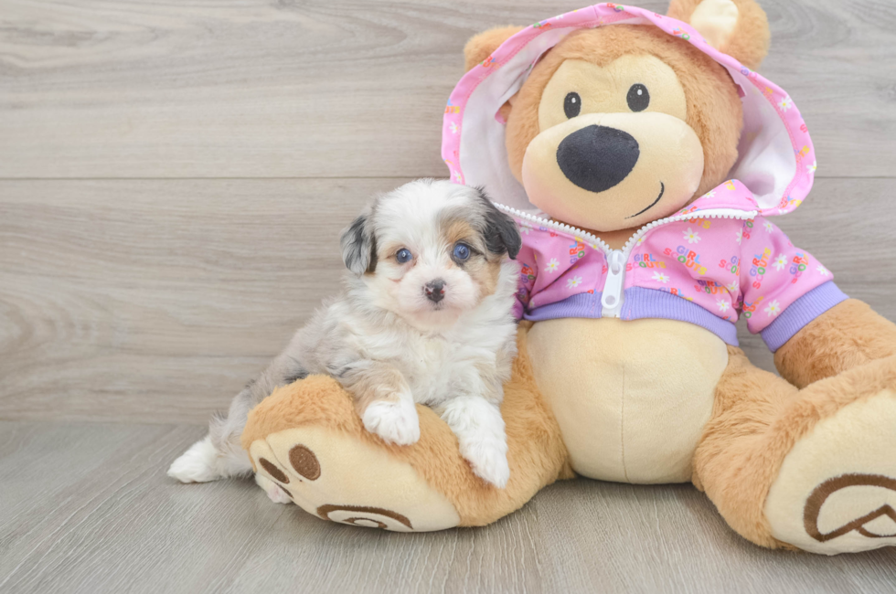 5 week old Mini Aussiedoodle Puppy For Sale - Windy City Pups
