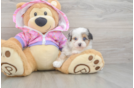 Mini Aussiedoodle Puppy for Adoption