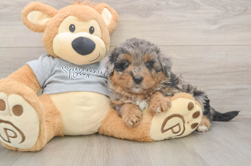 6 week old Mini Aussiedoodle Puppy For Sale - Windy City Pups