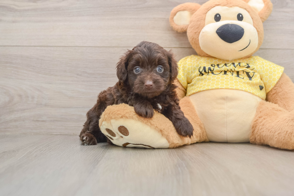 Mini Aussiedoodle Puppy for Adoption