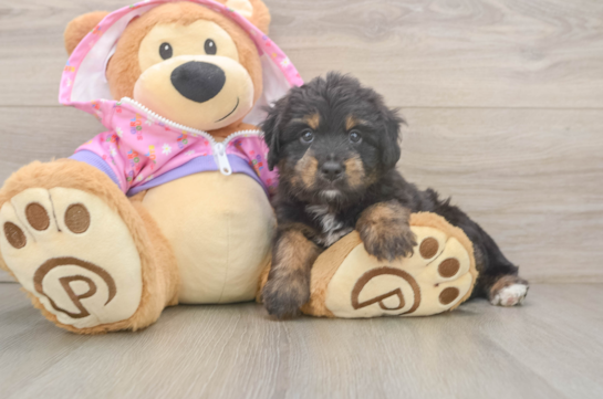 Friendly Mini Aussiedoodle Baby