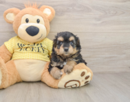 8 week old Mini Aussiedoodle Puppy For Sale - Windy City Pups