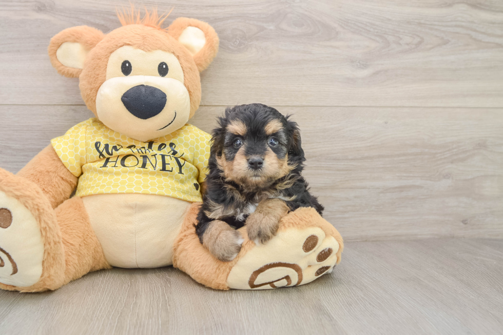 Mini Aussiedoodle Pup Being Cute