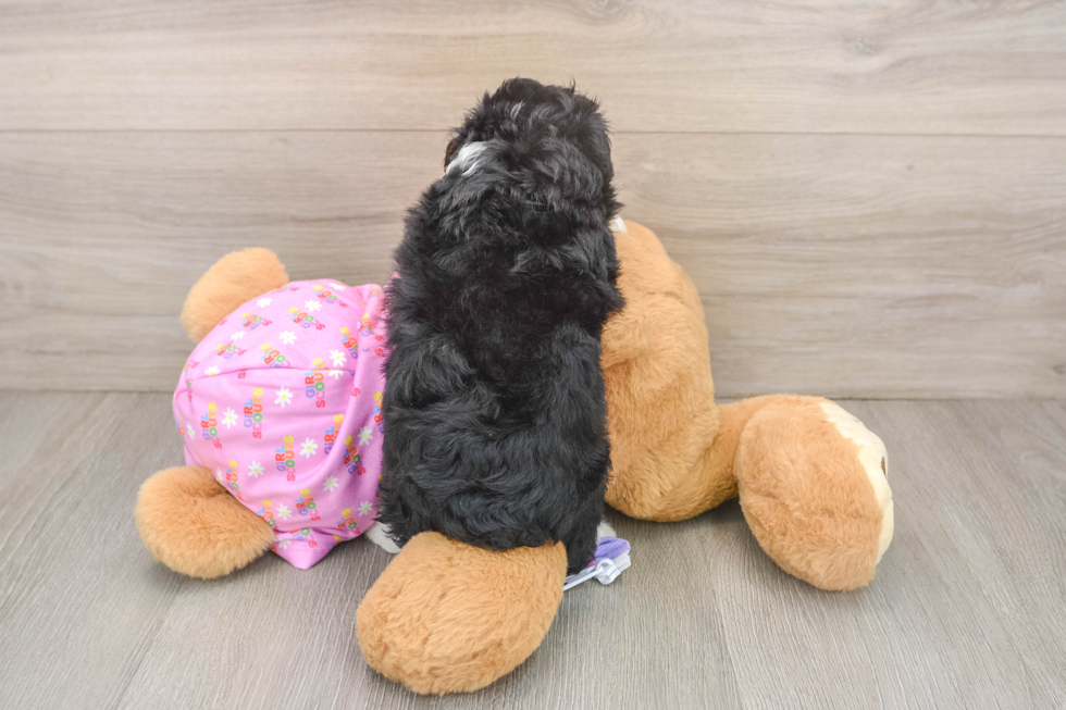 Mini Aussiedoodle Pup Being Cute